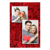 310-2-KP-255-Red_Rose_Day-144