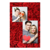 310-2-KP-BR-Red_Rose_Day-144