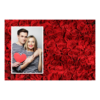 415-1-P-255-Red_Rose_Day-144
