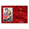 415-1-P-255-Red_Rose_Day-144T
