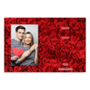 415-1-P-BR-Red_Rose_Day-144T